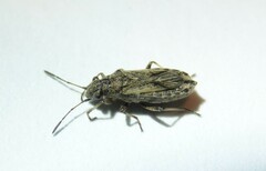 Ortholomus punctipennis