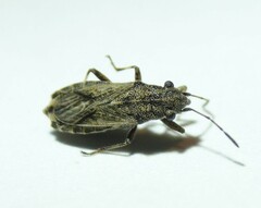 Ortholomus punctipennis