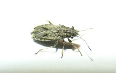 Ortholomus punctipennis