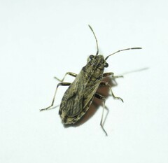 Ortholomus punctipennis