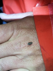 Errhomenus brachypterus