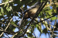 Saltator maxillosus