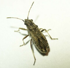 Ortholomus punctipennis