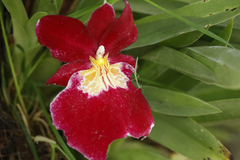 Miltoniopsis