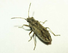 Ortholomus punctipennis