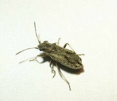 Ortholomus punctipennis