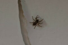 Menemerus bivittatus