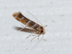 Cameraria ostryarella