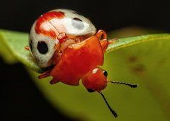 Mycotretus rhodosomus