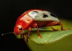Mycotretus rhodosomus