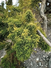 Nothofagus cliffortioides