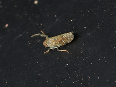 Allygidius atomarius