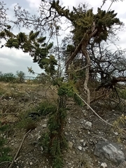 Nothofagus cliffortioides