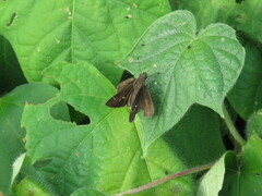 Hesperiinae