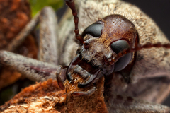 Pelecotomoides
