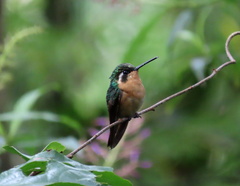 Lampornis