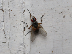 Cholomyia inaequipes