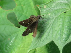Hesperiinae