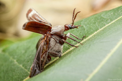 Pelecotomoides