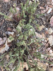 Penstemon linarioides