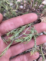 Penstemon linarioides