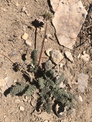 Cymopterus aboriginum