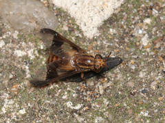 Chrysops flavidus