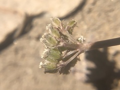 Cymopterus aboriginum