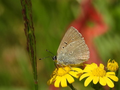Lycaena hippothoe eurydame