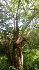 Heliocarpus velutinus