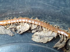 Scolopocryptops gracilis