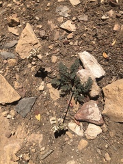 Cymopterus aboriginum