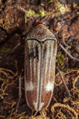 Pelecotomoides