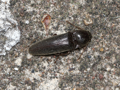 Melanotus castanipes