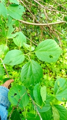 Heliocarpus velutinus