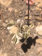 Cymopterus aboriginum