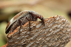 Pelecotomoides