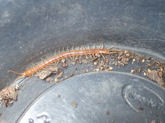 Scolopocryptops gracilis