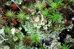 Cladonia pleurota