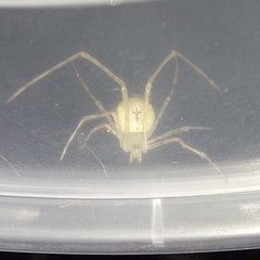 Cryptachaea gigantipes