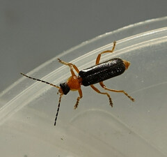 Cantharis nigra