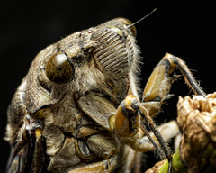 Cicadoidea