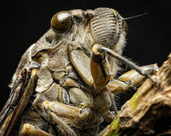 Cicadoidea