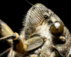 Cicadoidea