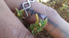 Nolana ramosissima