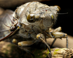 Cicadoidea
