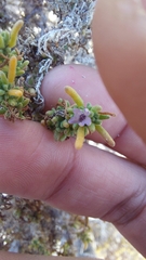 Nolana ramosissima