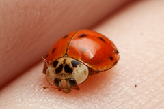 Harmonia axyridis