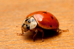 Harmonia axyridis