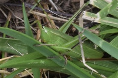 Neoconocephalus retusus